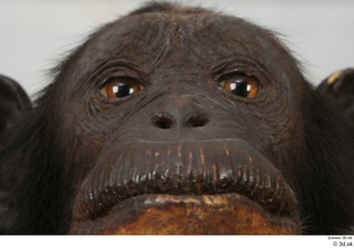 Chimpanzee Bonobo eye mouth nose 0001.jpg